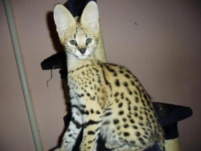 Varios  Gatitos serval, savannah y caracal disponibles